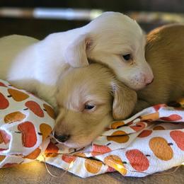 Bruce Springsteen - Piebald male Dachshund puppy in Mayport, Pennsylvania from Debbie's Dachshunds