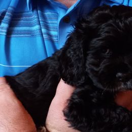 Cocker Spaniels from Peterson Farmers