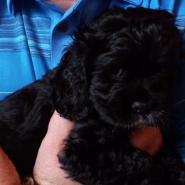 Cocker Spaniels from Peterson Farmers