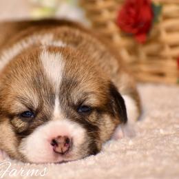Willow - Red female Pembroke Welsh Corgi puppy in East Canton, Ohio from Victorian Farms