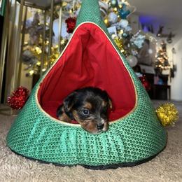 Jupiter - Parti male Yorkshire Terrier puppy in Riverview, Florida from Luna's Treasures