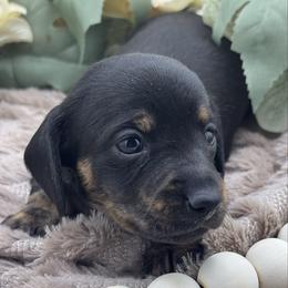Darby - Black and tan female Dachshund puppy in Exeter, California from Sawtooth Miniature Dachshunds