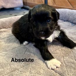 Absolute de La Rive - Black male Pyrenean Shepherd puppy in Ripley, Ohio from La Rive Pyr Sheps LLC