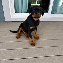 Nika - Black and mahogany female Rottweiler puppy in Parker, Colorado from Denver Rotties