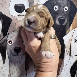 Boy 1 - male Goldendoodle puppy in Placerville, California from New Dawn Poodles and Doodles