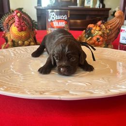 Black Collar - Brown male Boykin Spaniel puppy in Hurtsboro, Alabama from PARK’s Family Farm