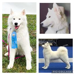 Tiana - Samoyed