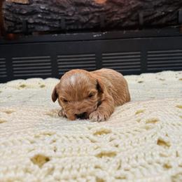 Miles - Brown male Cavapoo puppy in Piedmont, Oklahoma from Perdue Puppies