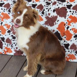June - Miniature Australian Shepherd