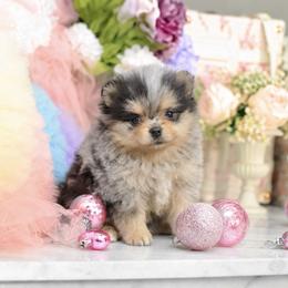 Honey Bloom- AKC - Blue merle female Pomeranian puppy in Santa Rosa, California from Cute California Poms