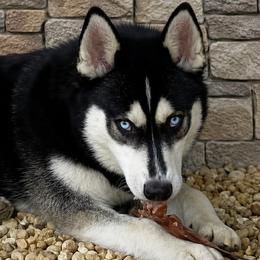 Karma - Pomsky