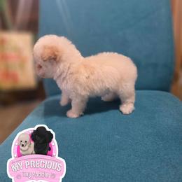 Snowy - Cream male Poodle puppy in Lawton, Oklahoma from My Precious Toy Poodles