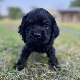 Joey - Black and tan male Cocker Spaniel puppy in Lake, Mississippi from MGs Cockers