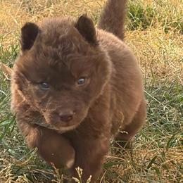 Florida - Red and white male Siberian Husky puppy in Warrenville, South Carolina from StormVale Siberian Huskies