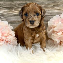 Bernedoodle and Whoodle Puppies from Genesis Family Farm