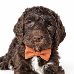 Armani - Brown male Poodle puppy in Chicago, Illinois from Urbane Retrievers