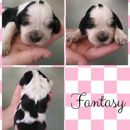Fantasy - Tri-Roan female English Springer Spaniel puppy in Florida from Thunderbird Springers