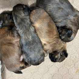 Shih Tzu Puppies from Shih Tzu Companions