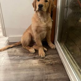 Golden Retriever Puppies from Mountain View Goldens