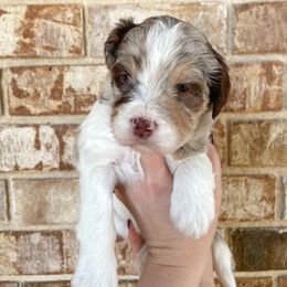 Sophia - Chocolate merle female Bernedoodle puppy in Austin, Texas from Boutique Bernedoodles & Co.