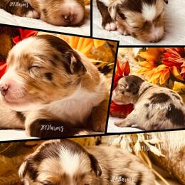 (6) Dior, RMF - Red merle female Miniature American Shepherd puppy in Huntington, Texas from JKKJ Farms, LLC