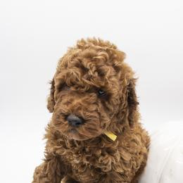 Assorted Doodle Crosses, Bernedoodle, Double Doodle, Goldendoodle, Labradoodle, and Whoodle Puppies from Our Little Farm Life Doodles