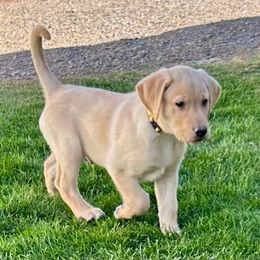 Yellow - Yellow male Labrador Retriever puppy in Spokane, Washington from Learn's Labs