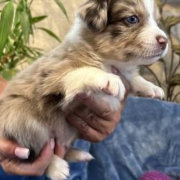 Australian Shepherd and Miniature Australian Shepherd Puppies from Puppy Love Ranch Mini Aussies