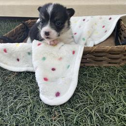 Ebony - Black and tan female Pembroke Welsh Corgi puppy in Morgantown, Pennsylvania from GoldStar Corgis (License Number 18519)