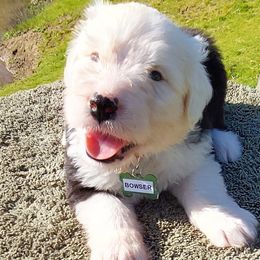 Old English Sheepdog Puppies from Sapphire Eyes Sheepdogs
