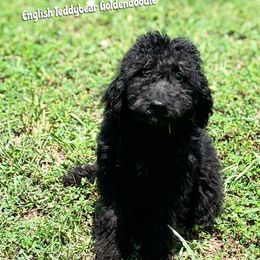 Elvis English Teddybear - Black male Goldendoodle puppy in Grove, Oklahoma from Guinn Family Farms