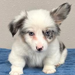 Jimi - Blue merle and white male American Corgi puppy in Hico, Texas from Chisholm Trail Kennels