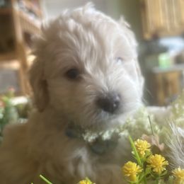 Olaf 5 week old - Silver male Cockapoo puppy in Crawford, Colorado from Saddle Mountain Doodles