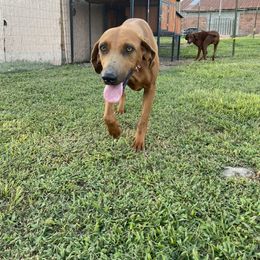Fern - Redbone Coonhound