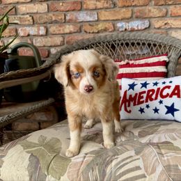 Girl 1 - Red merle female Toy Australian Shepherd puppy in Troy, South Carolina from Stockman Farms
