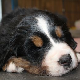 Bernese Mountain Dog Puppies from Baby Bear Bernese Kennel