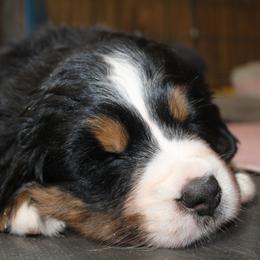 Bernese Mountain Dog Puppies from Baby Bear Bernese Kennel