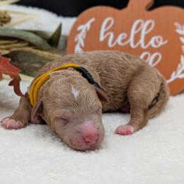 Boy 4 - male Poodle puppy in Midland, North Carolina from Alger Farm, LLC