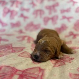 Roo - Apricot male Goldendoodle puppy in Jacksonville, Florida from Dandelion Doodles