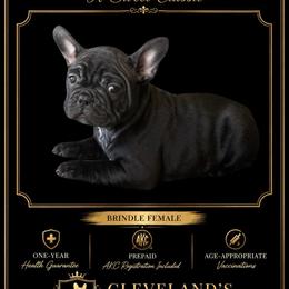 Remy - Brindle female French Bulldog puppy in Robertsdale, Alabama from Cleveland’s Frenchies