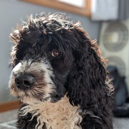 Griffey - Portuguese Water Dog
