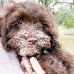 Aussiedoodles, Cockapoos, Goldendoodles, and Labradoodles from Doodle Acres