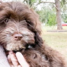 Aussiedoodles, Cockapoos, Goldendoodles, and Labradoodles from Doodle Acres