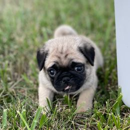 Girl 2 - Pug puppy in Rushmore, Minnesota from Love of Pugs