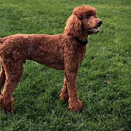 Ace - Poodle