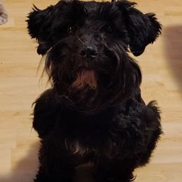 Sirius Black - Black male Miniature Schnauzer puppy in Florida from Central Florida Schnauzers