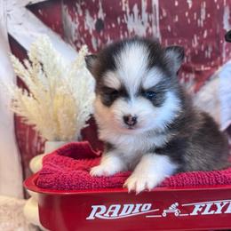Porsche - Black and white female Pomsky puppy in Bucyrus, Missouri from Hill Top Pomskies