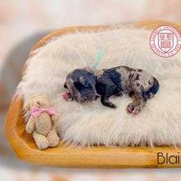Blair - Blue merle female Aussiedoodle puppy in Chattanooga, Tennessee from Remedy Ranch Aussiedoodles