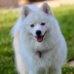 Peppa - Pomsky