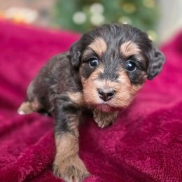Betty Lou - Merle female Bernedoodle puppy in Blackfoot, Idaho from Draper Mountain Doodles